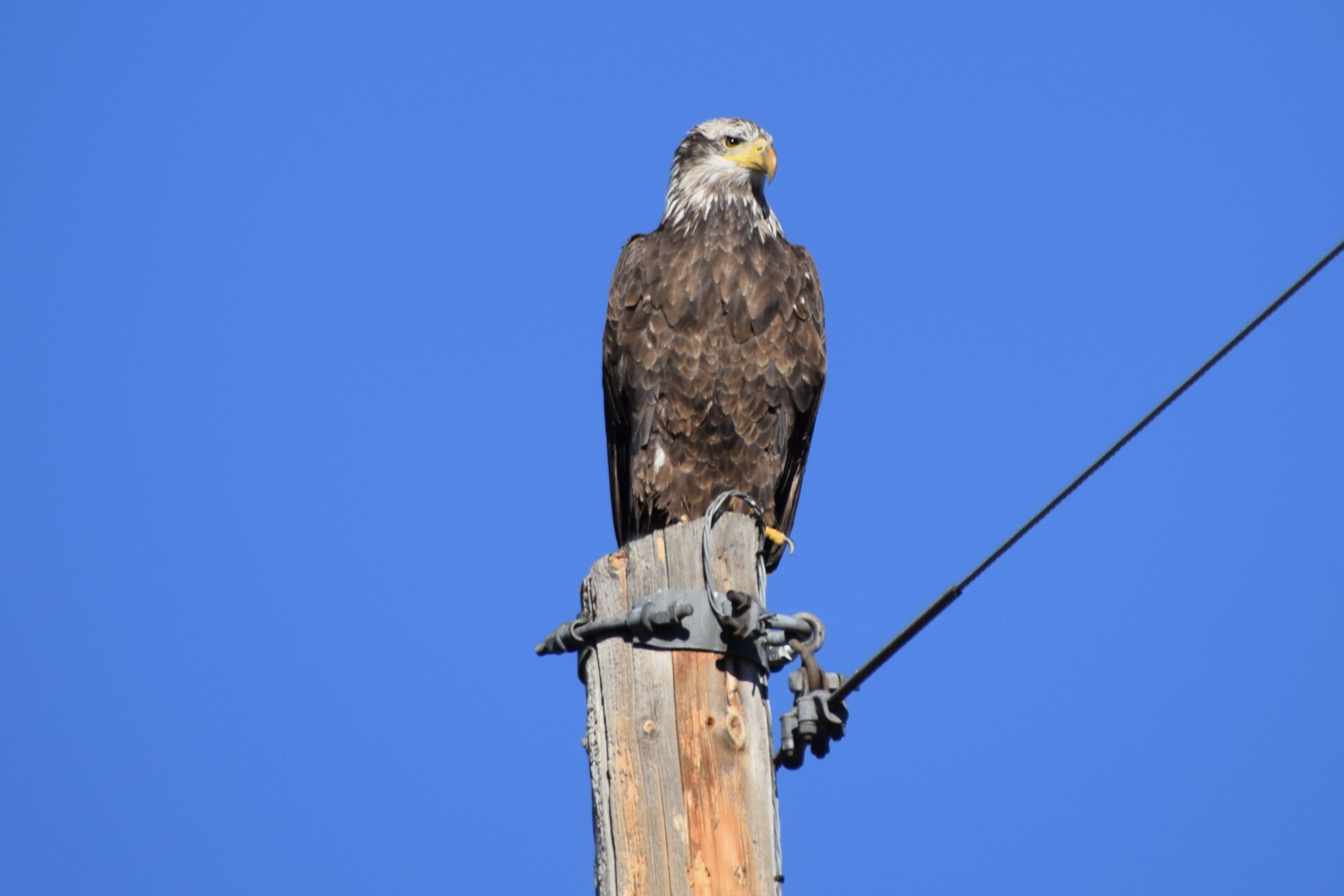 Immature Bald Eagle
