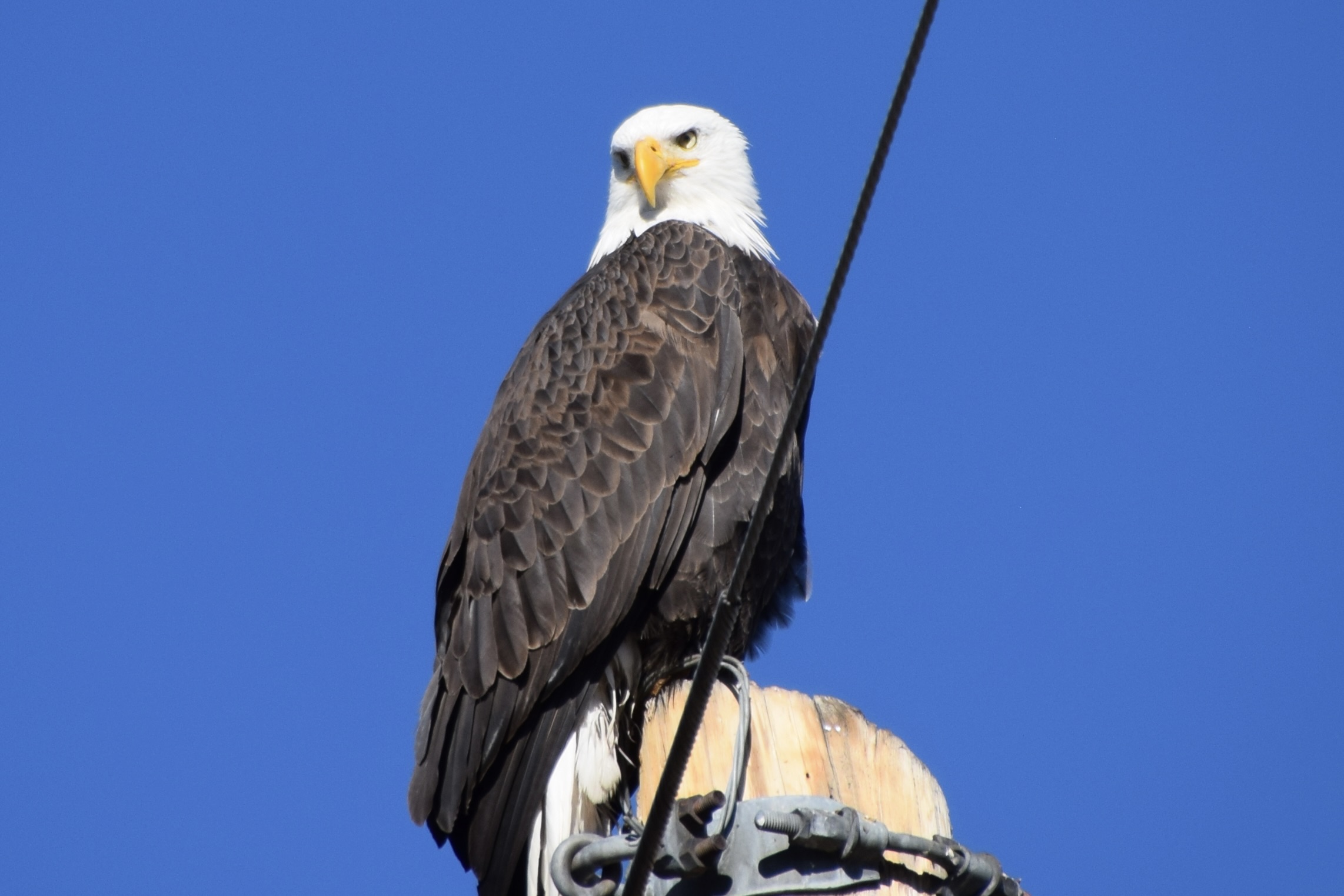 Bald Eagle looks over his shoulder