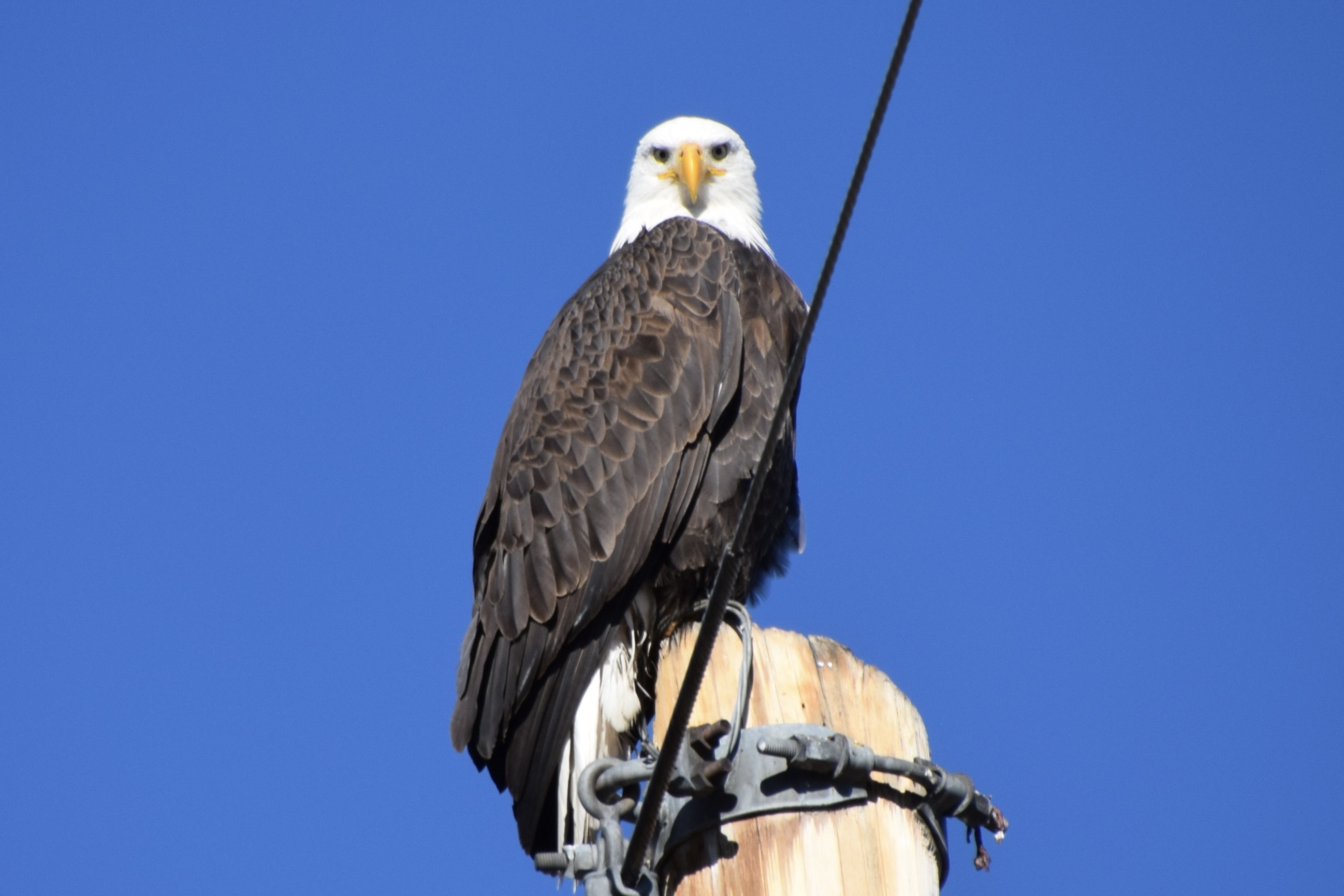 Bald Eagle looks into your soul