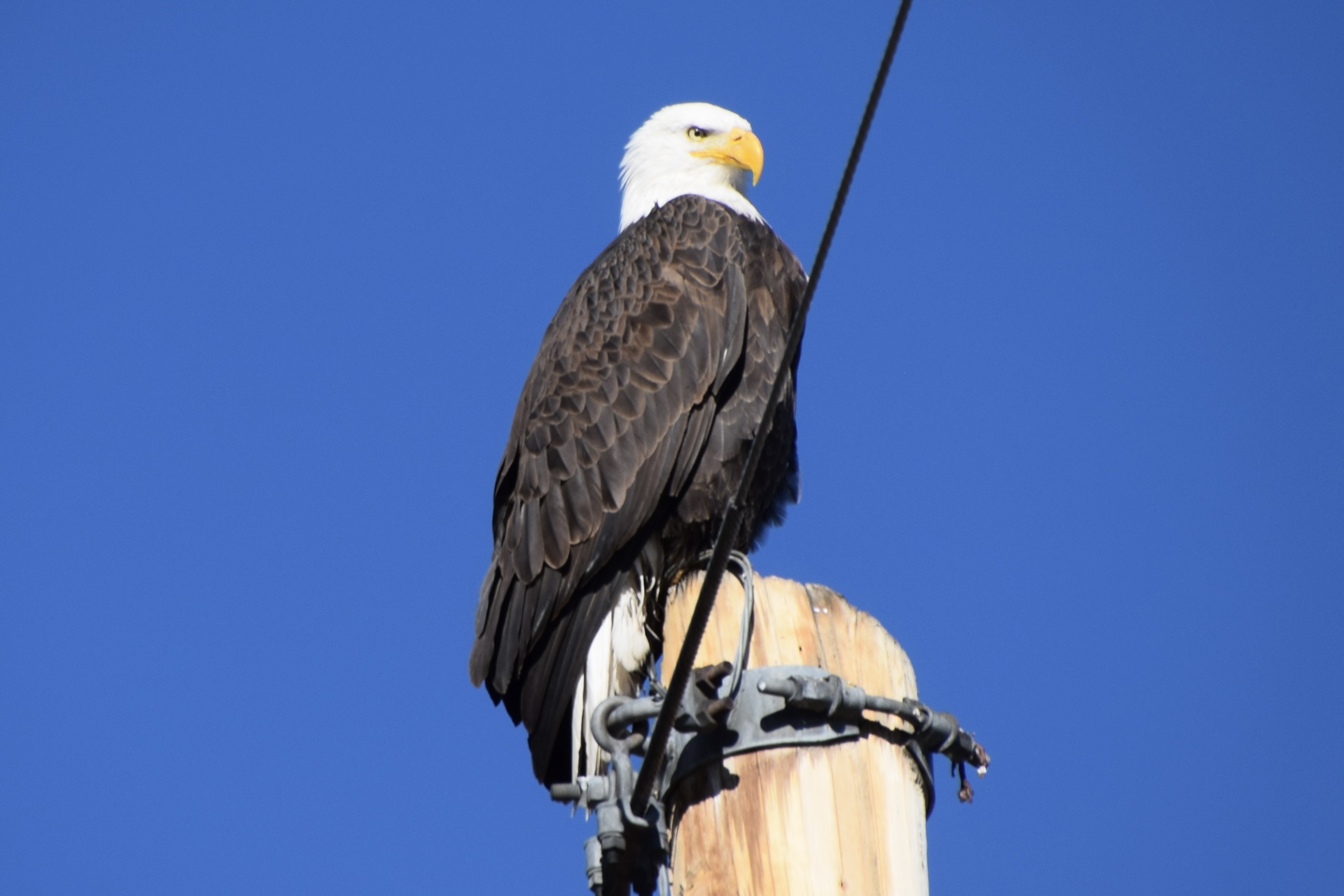 Bald Eagle profile
