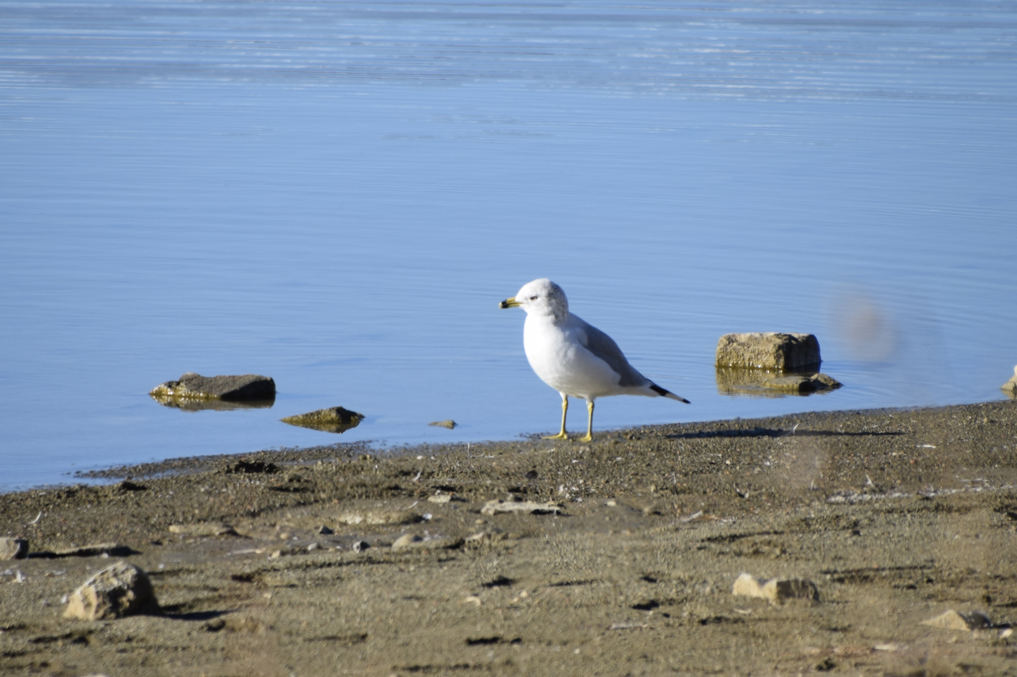 Ring-billed gull at McIntosh Lake