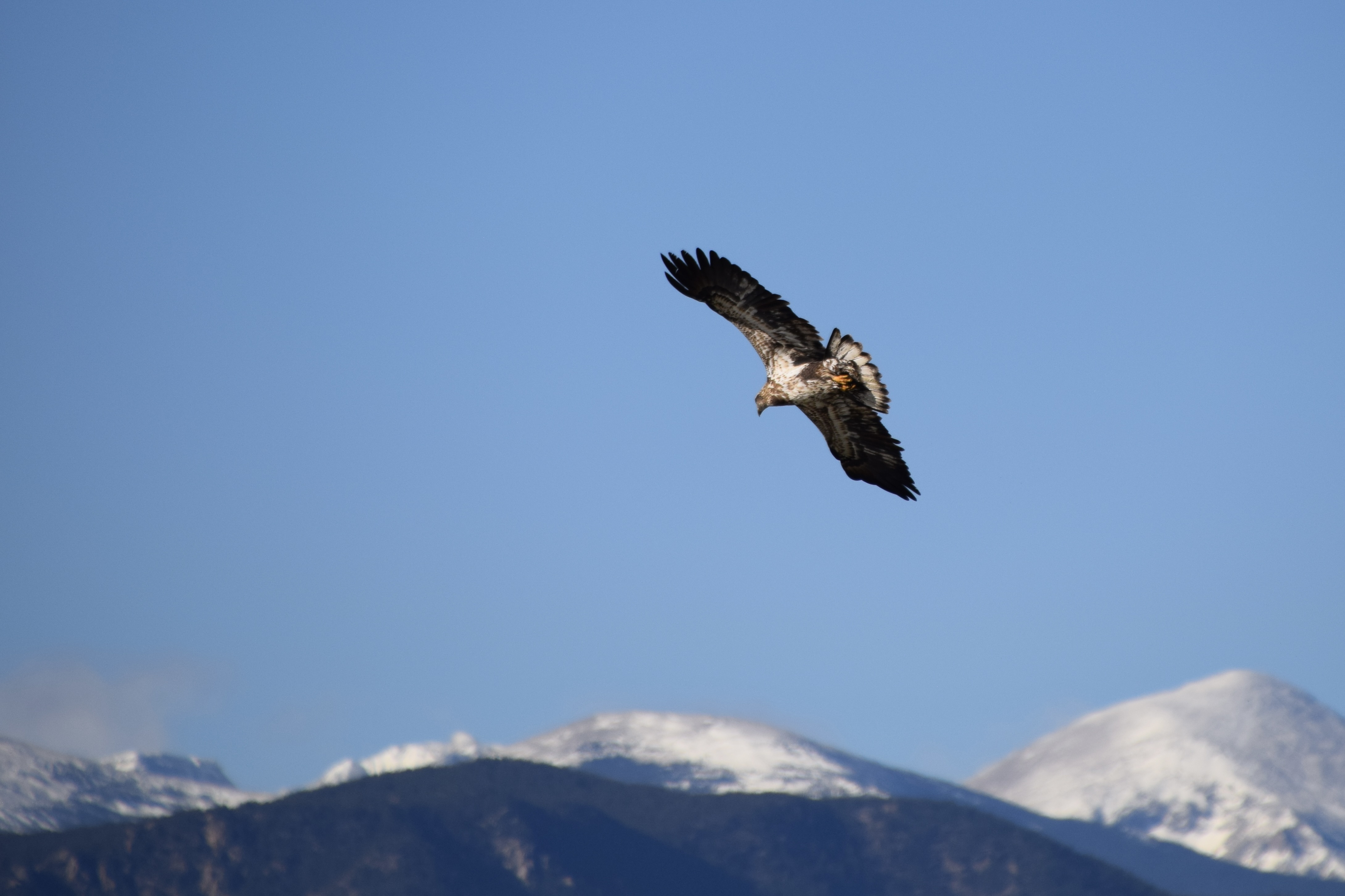 Immature Bald Eagle flies over McIntosh Lake