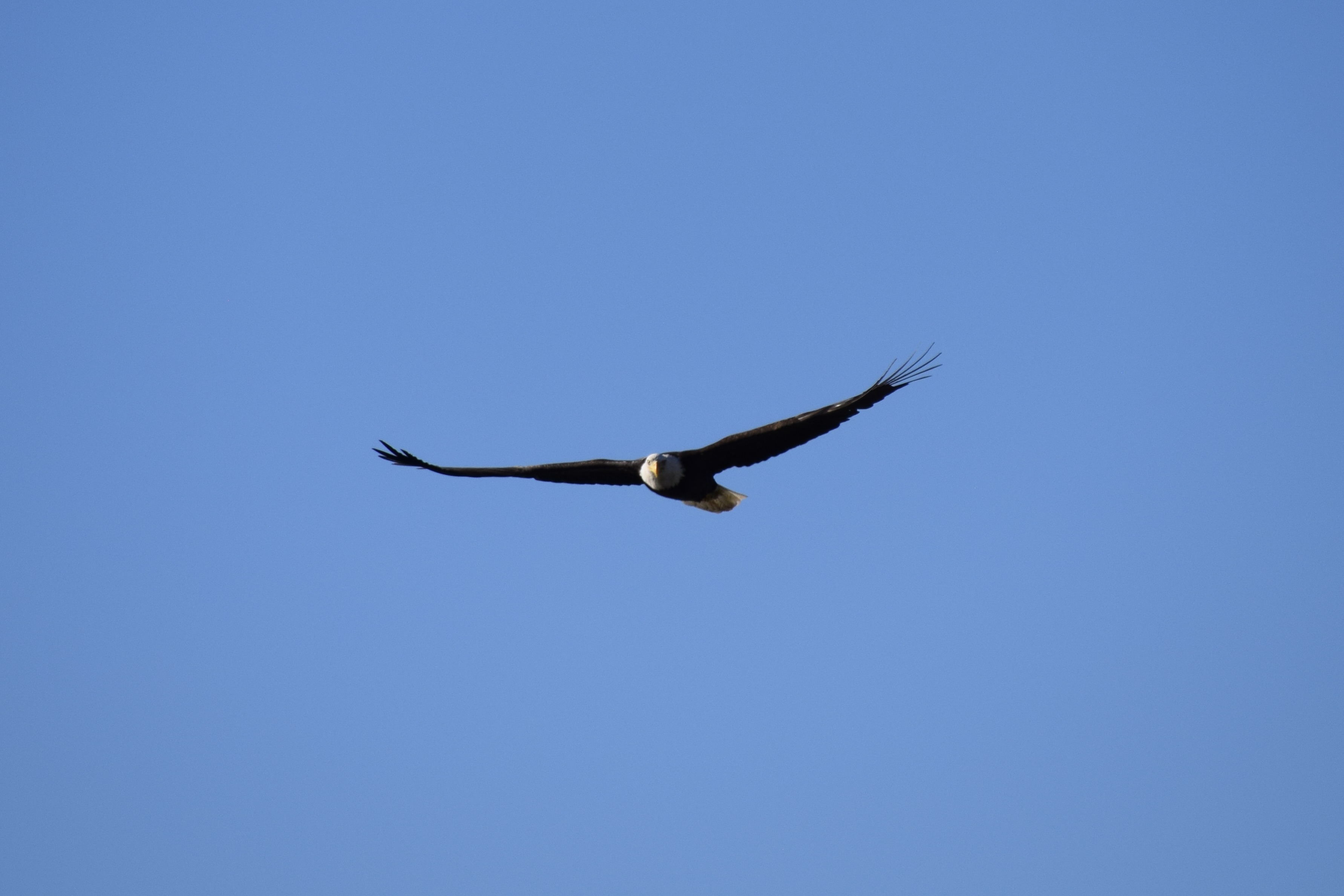 Bald Eagle soars towrd the camera