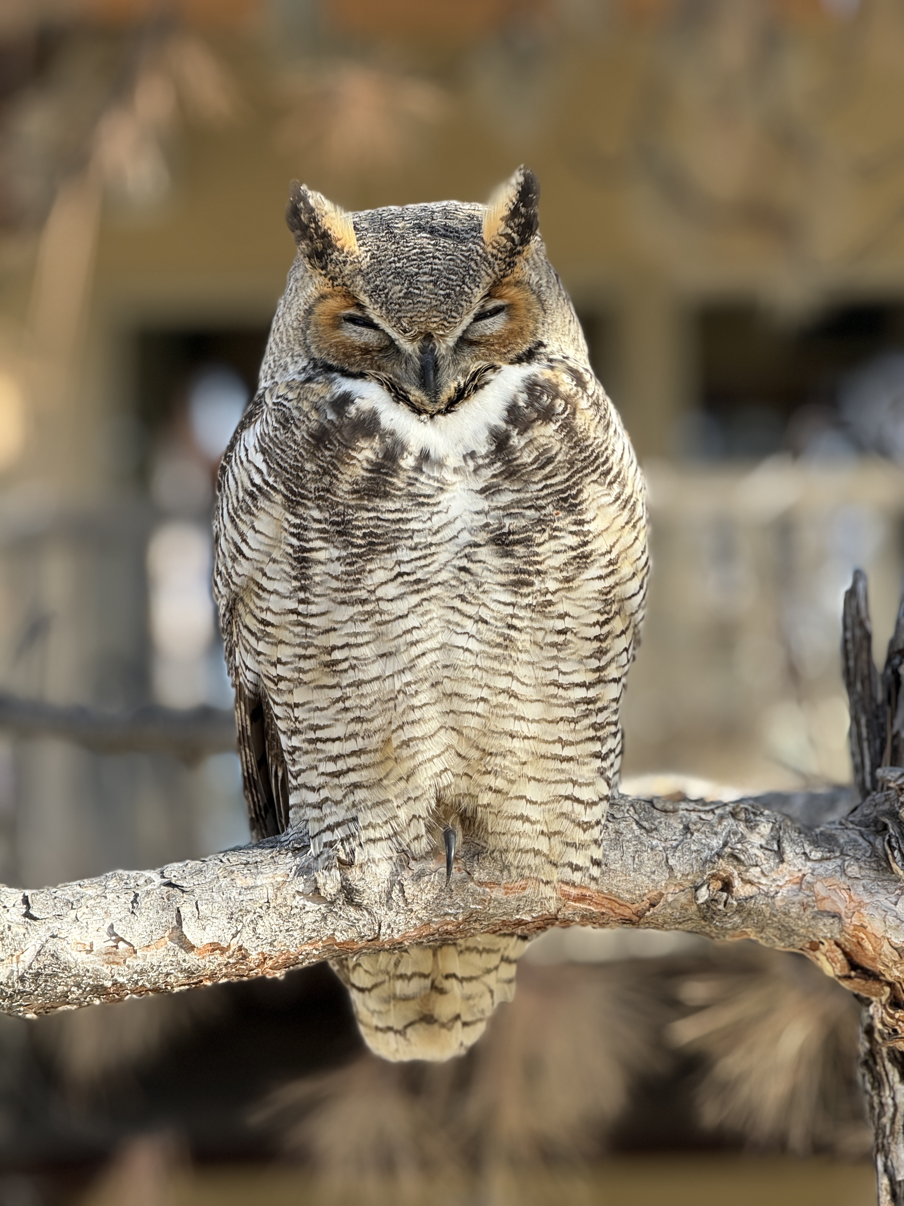 Great Horned Owl