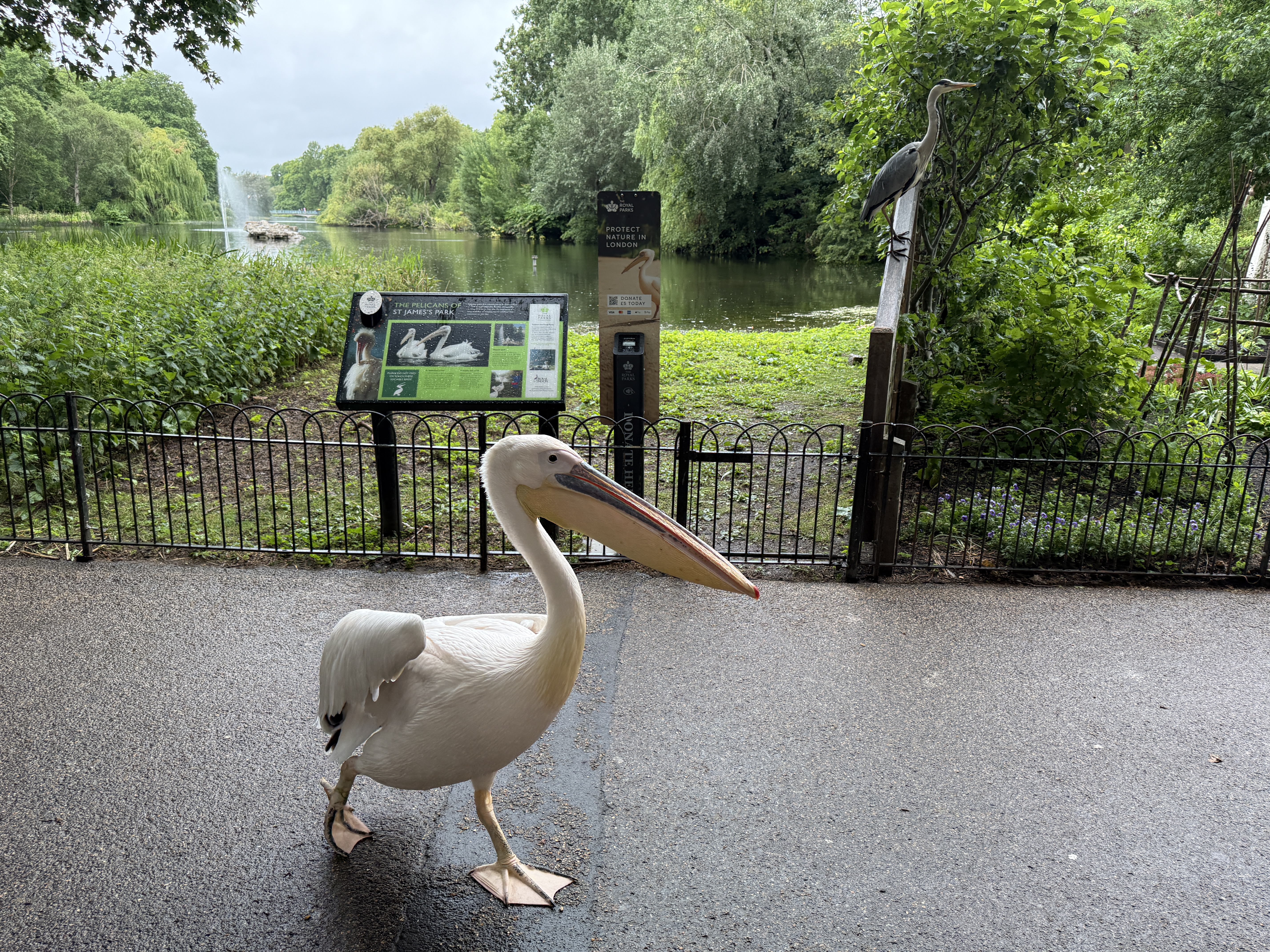 Sassy pelican and heron on a fence at St. James's Park