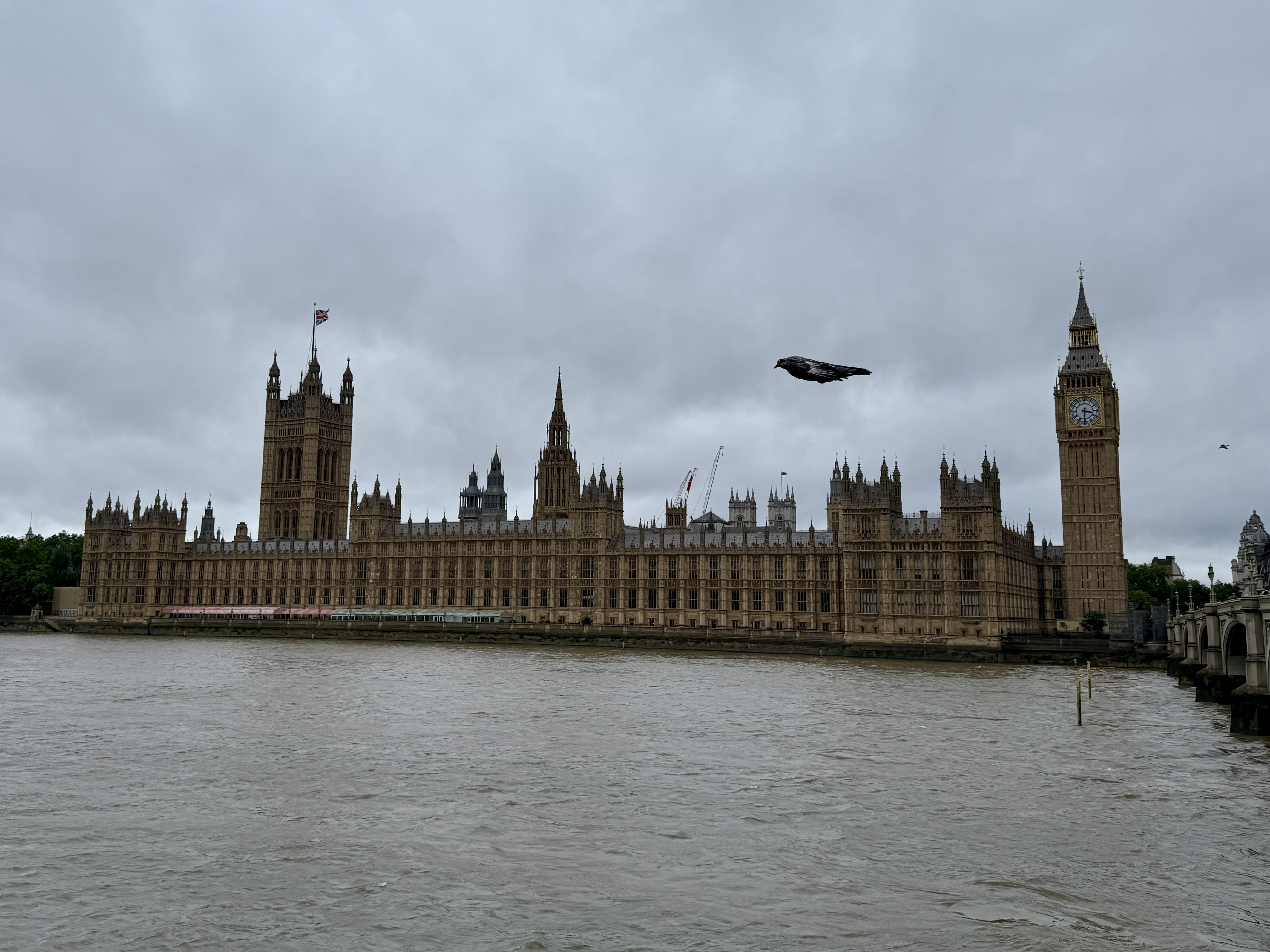 Palace of Westminster, and pigeon, from the South side of the Thames River