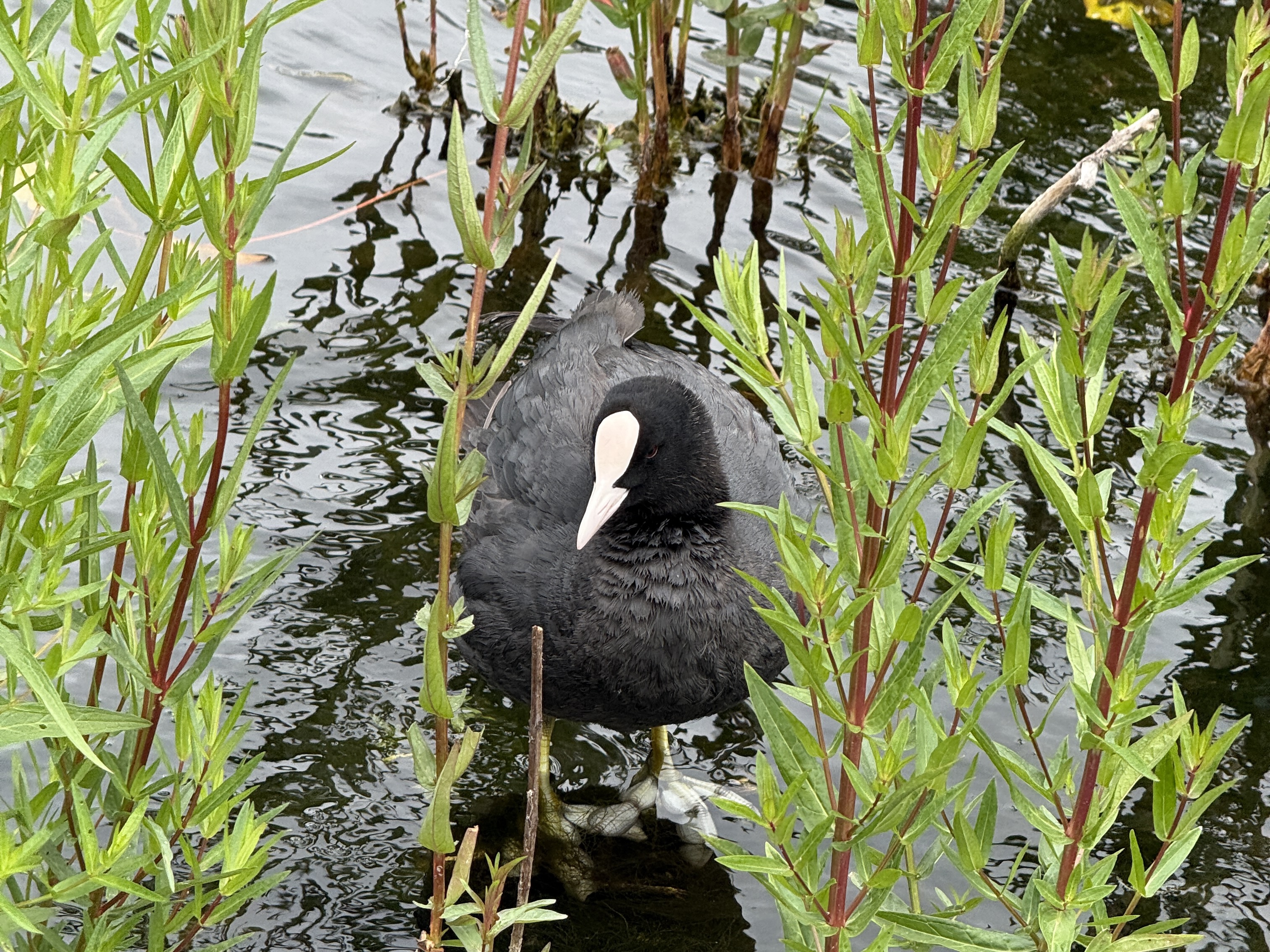 Eurasian coot at the Italian Gardens