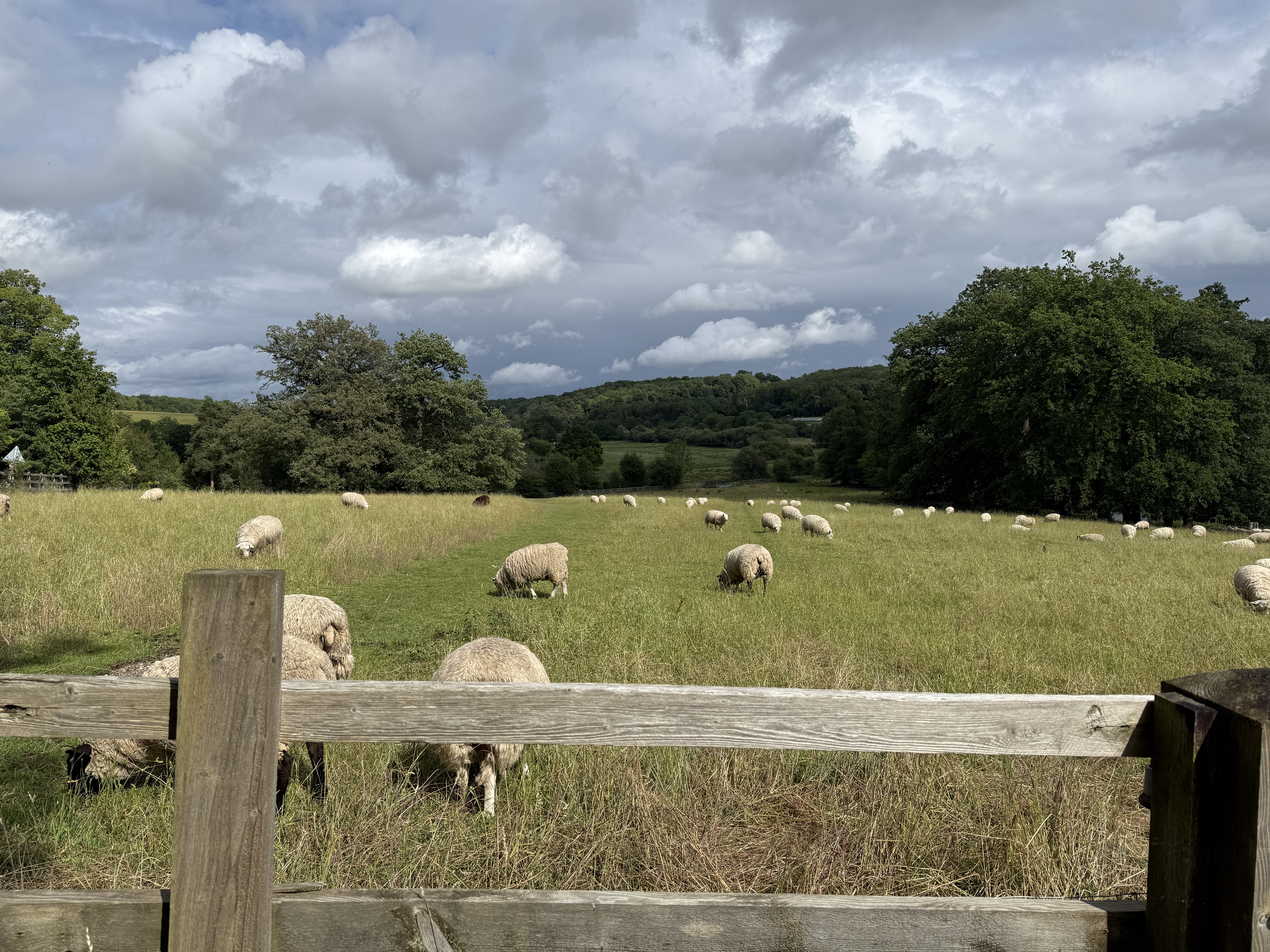 Sheep in the country