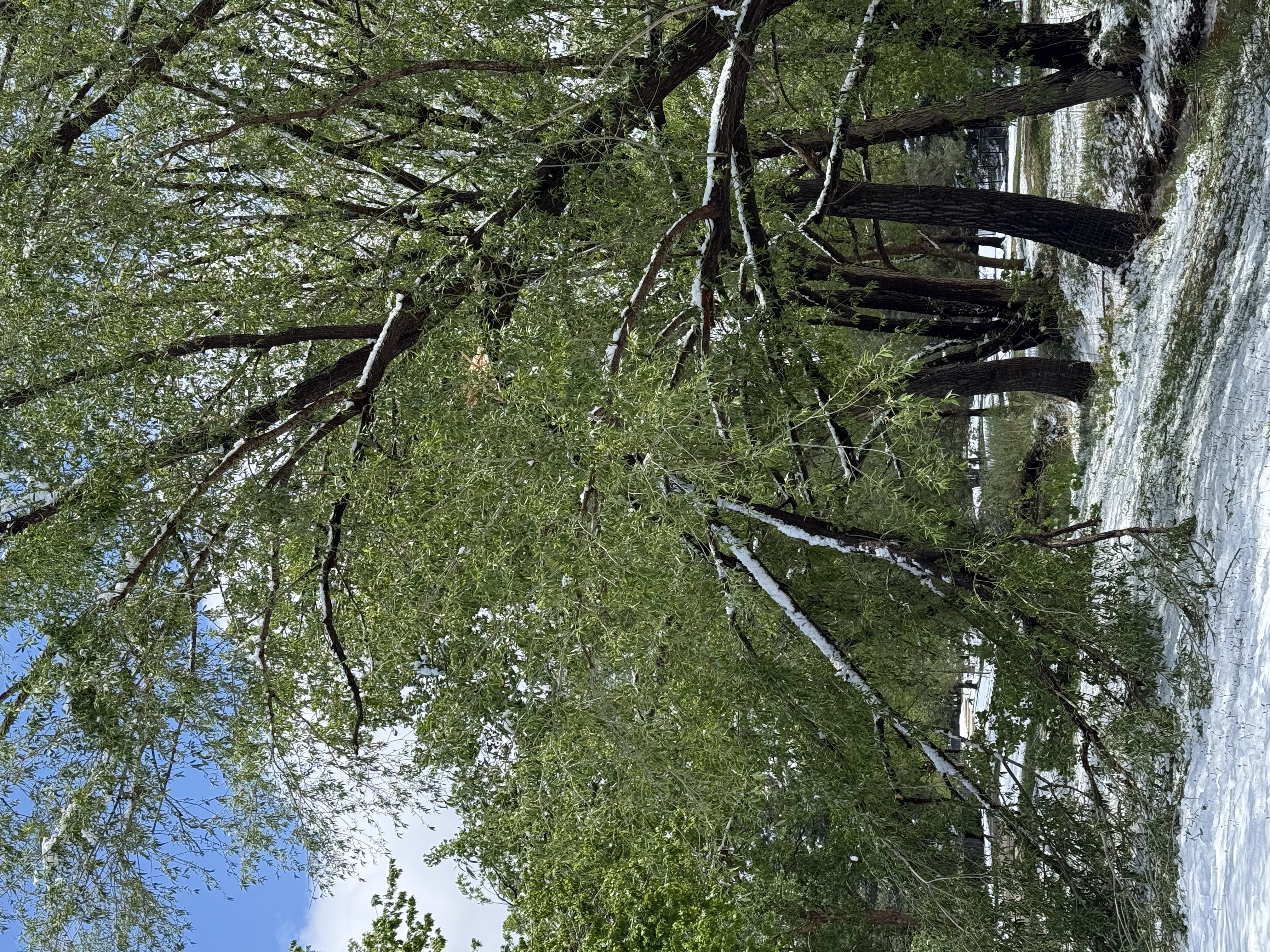 Broken branches after Spring snow on the Oligarchy Ditch