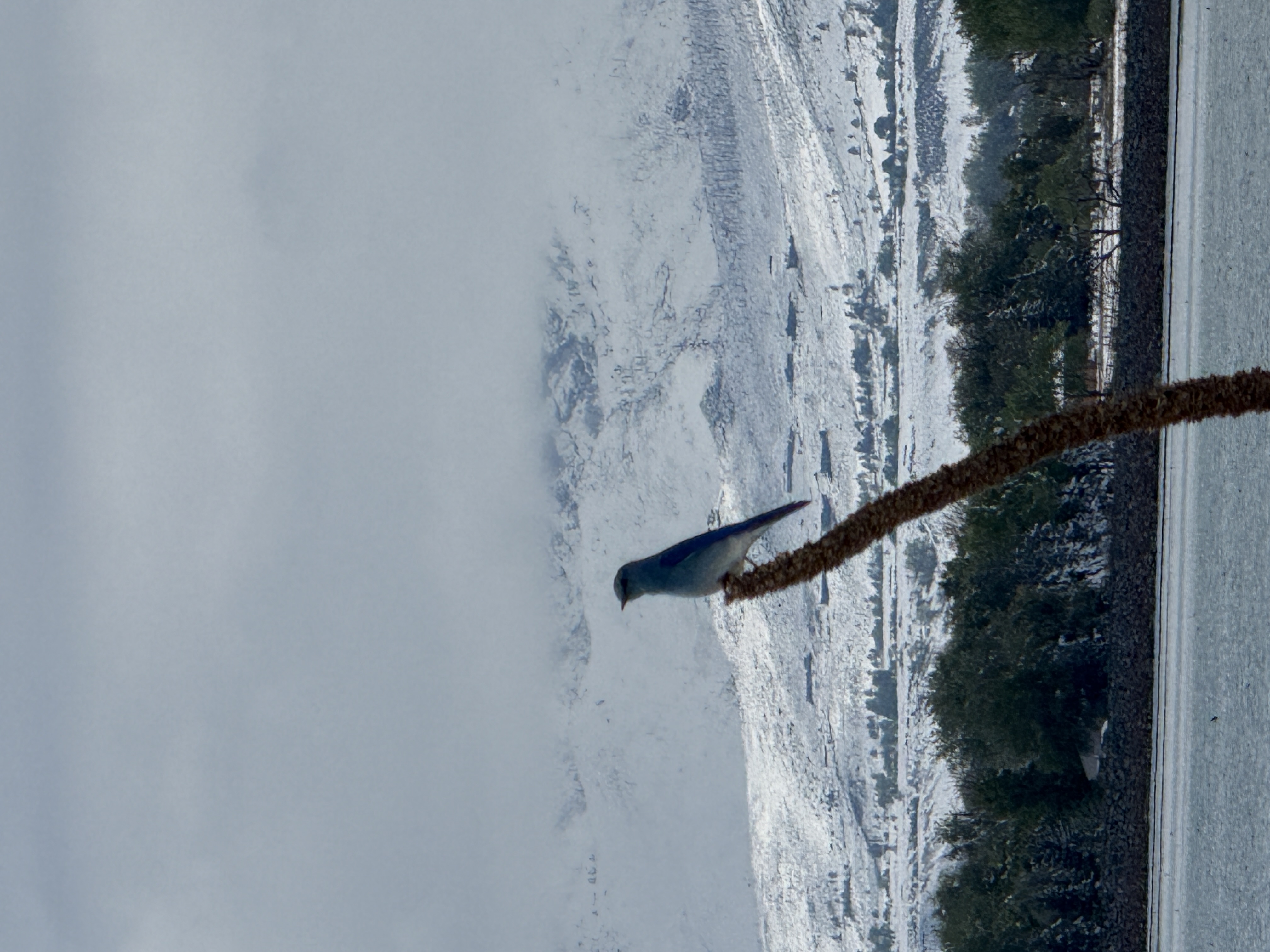Bluebird with snowy foothills