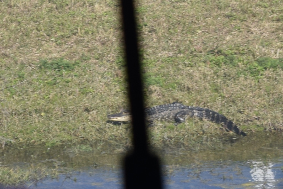 Not a good picture, but proves we saw gators!