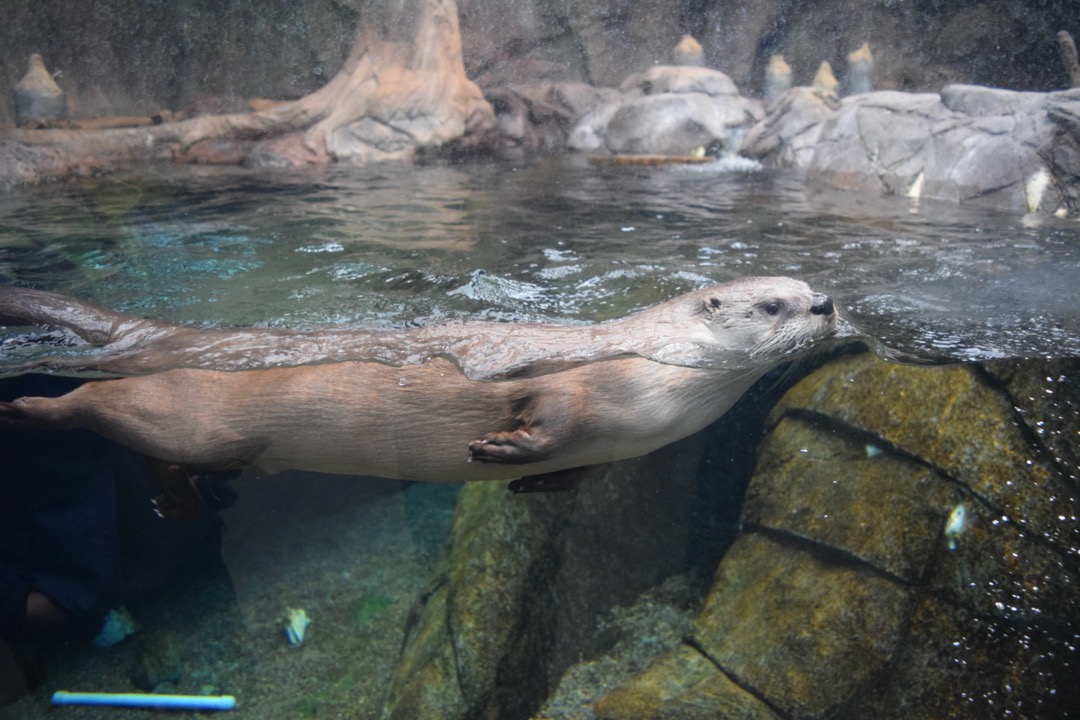 He otter be in pictures, Denver Downtown Aquarium
