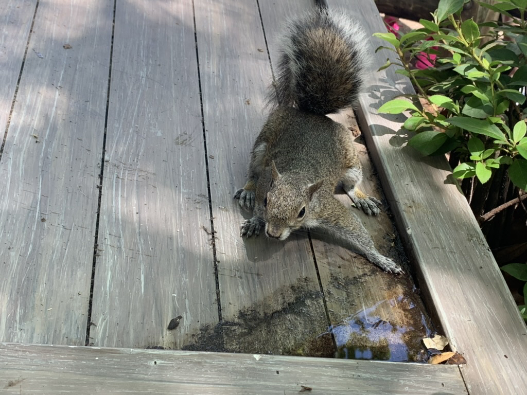 A very parched squirrel at Splash Mountain, Disney World