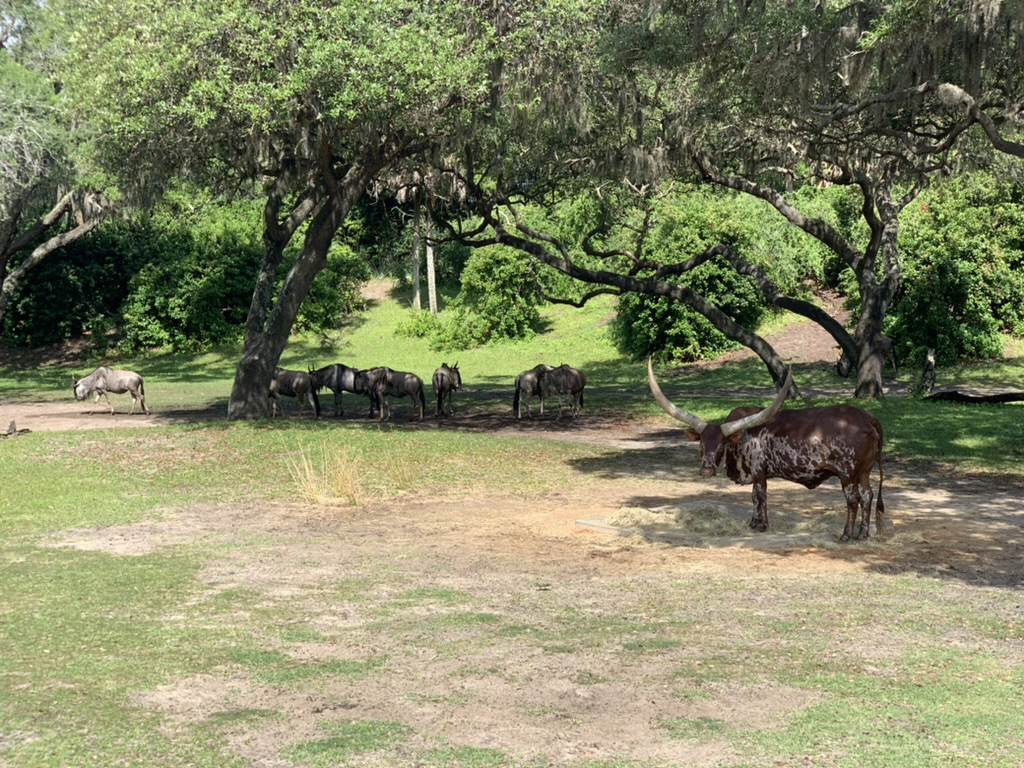 Wildebeasts and friend at Animal Kingdom