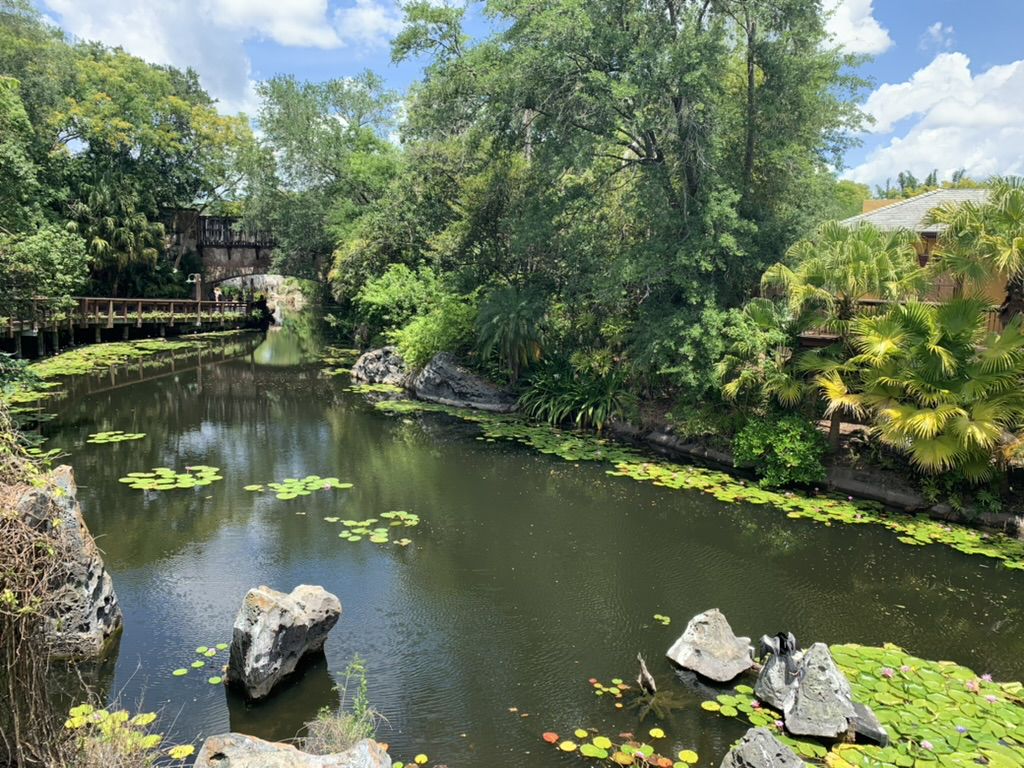 On the way to Africa, Animal Kingdom