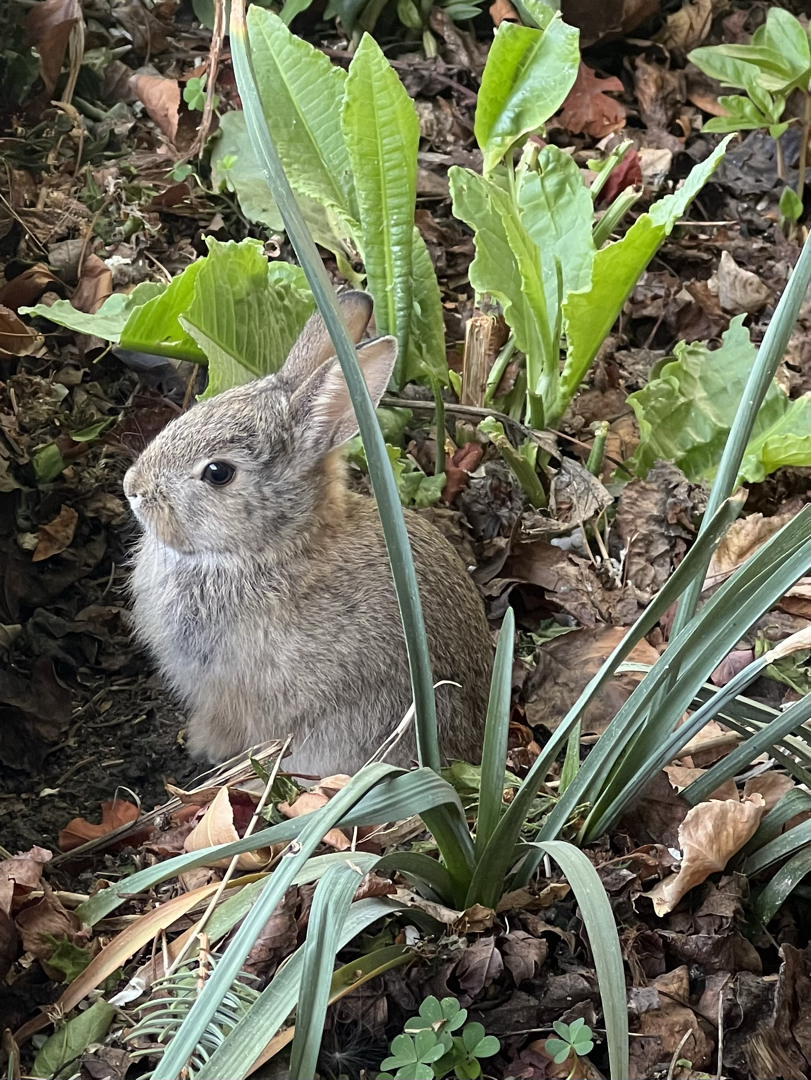 Teacup rabbit