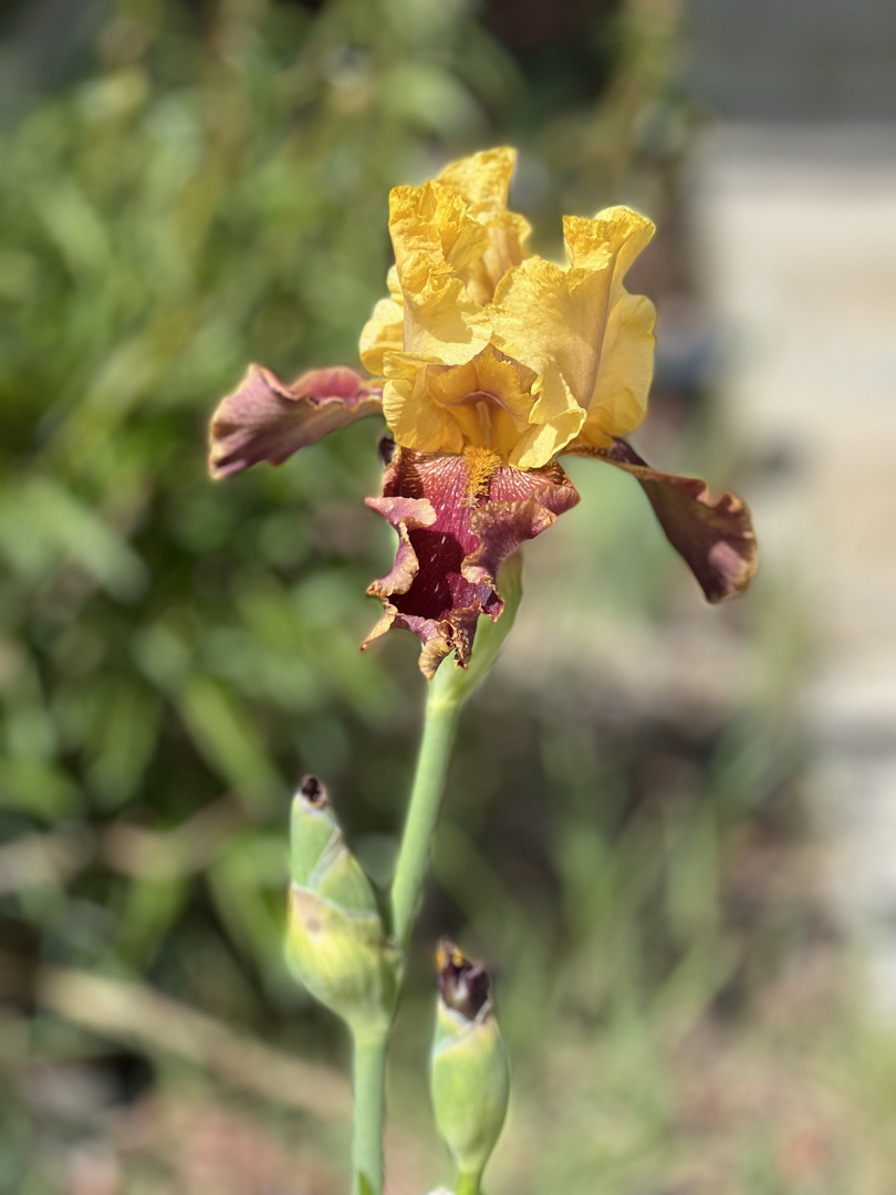 Iris