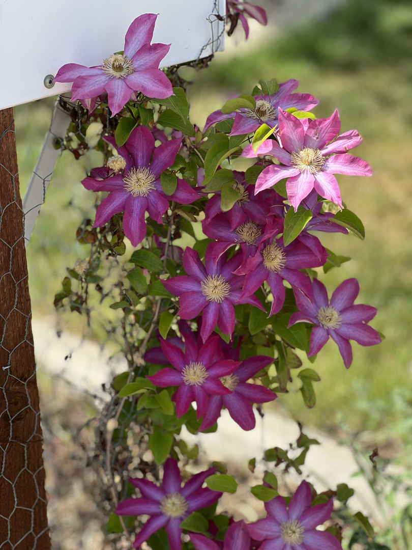 Clematis