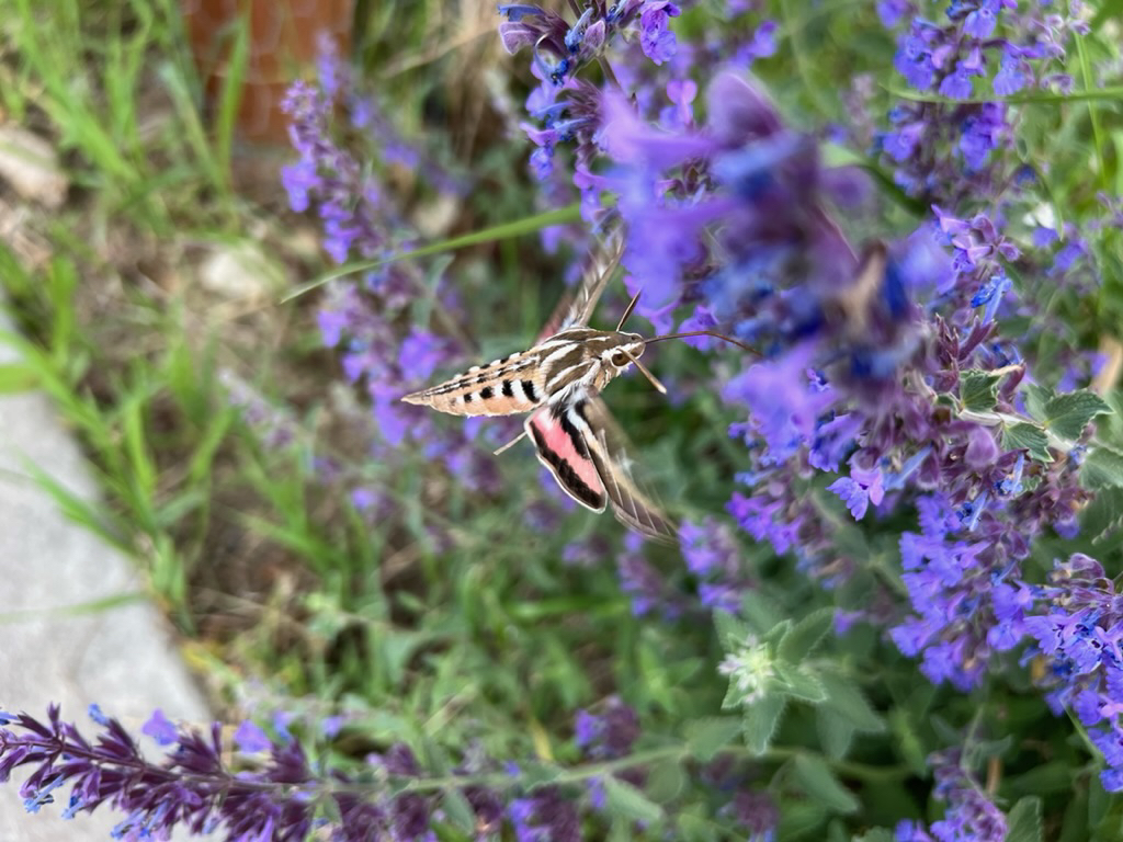 Hummingbird moth