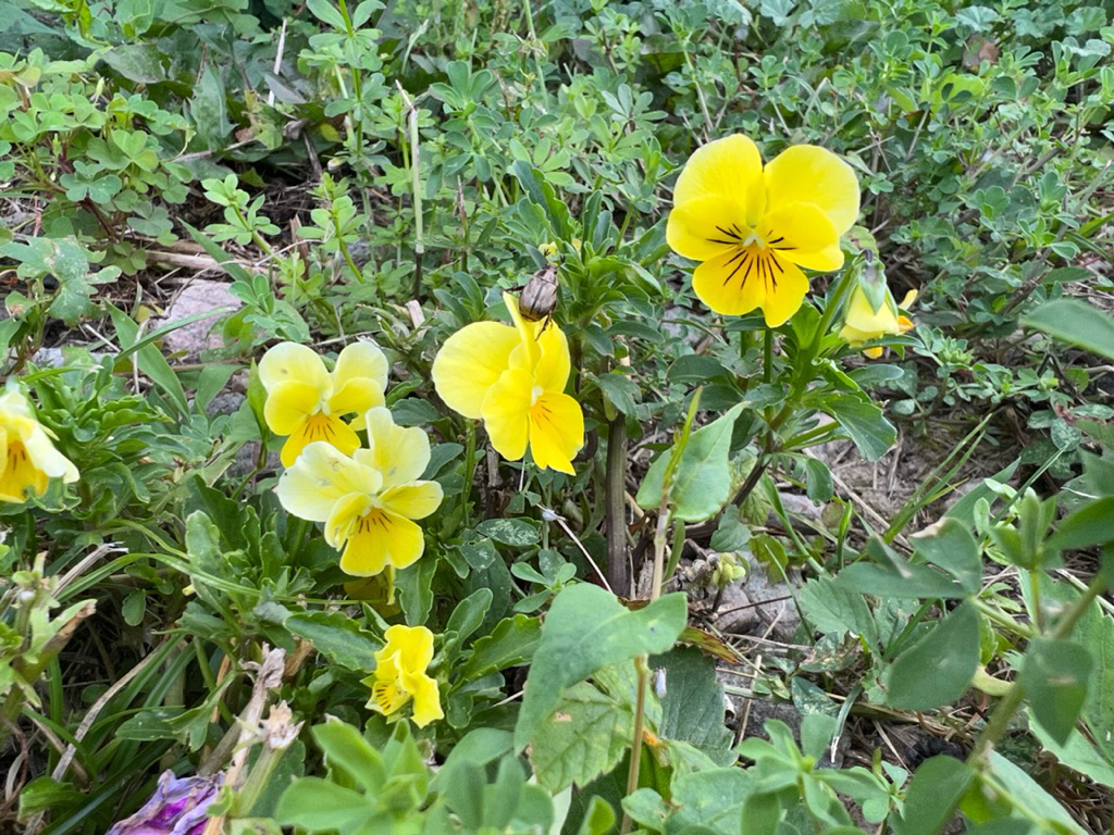 Yellow violet with a beetle