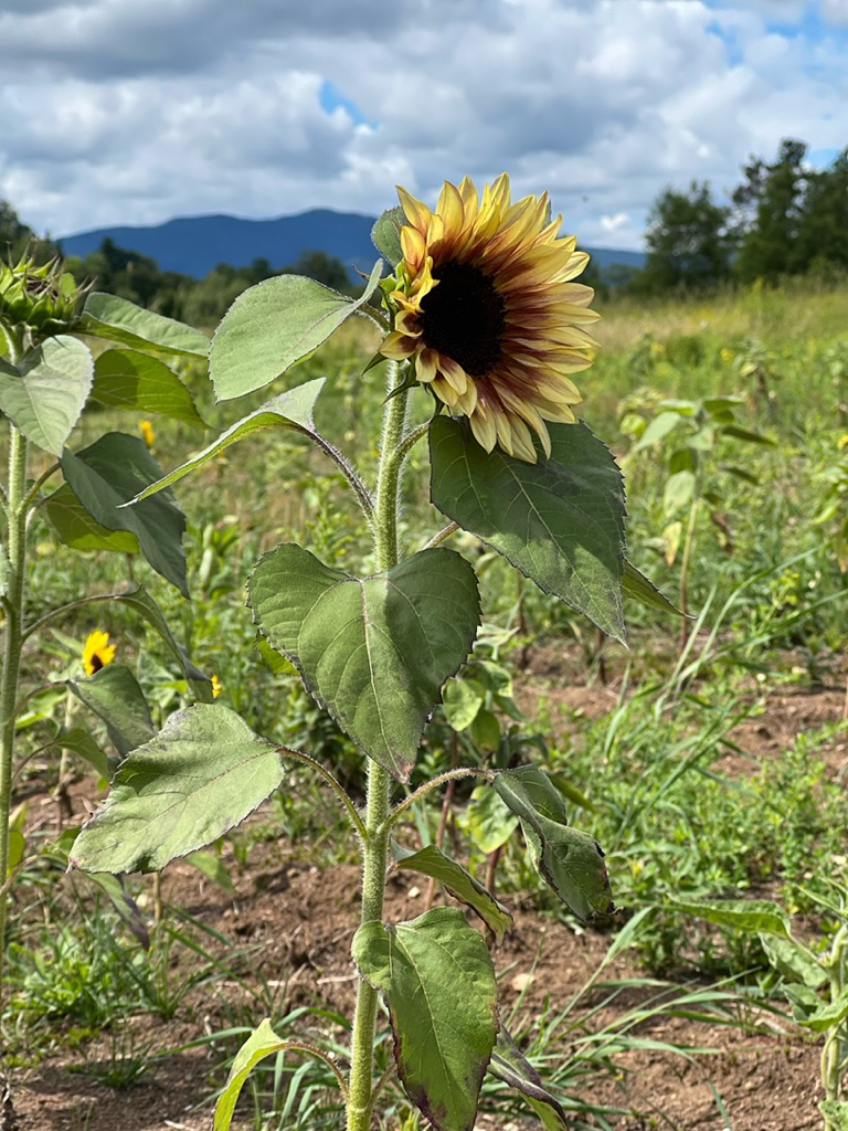Sunflower in Lake Placid, NY