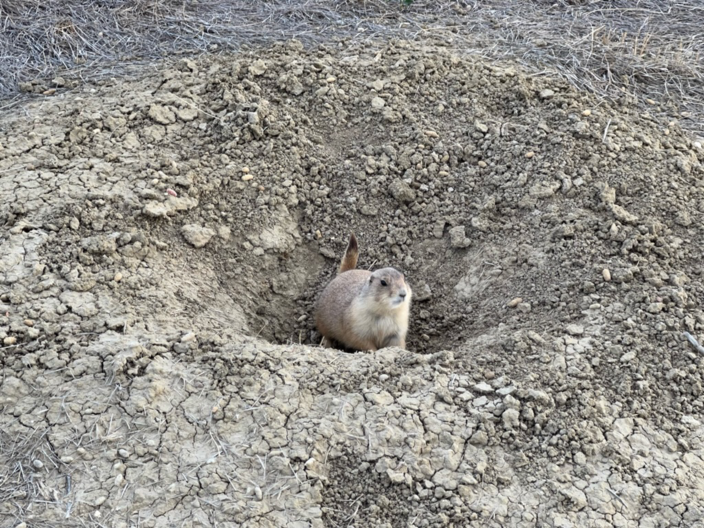 Prairie dog