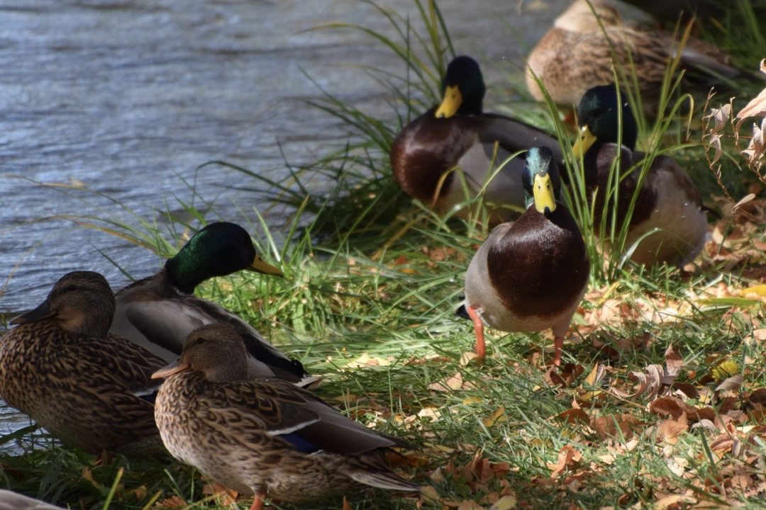 Ducks on the ditch