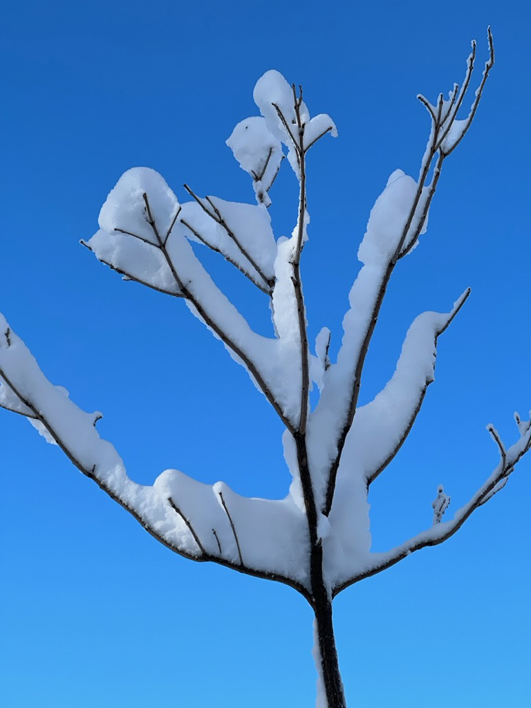 Bluebird sky