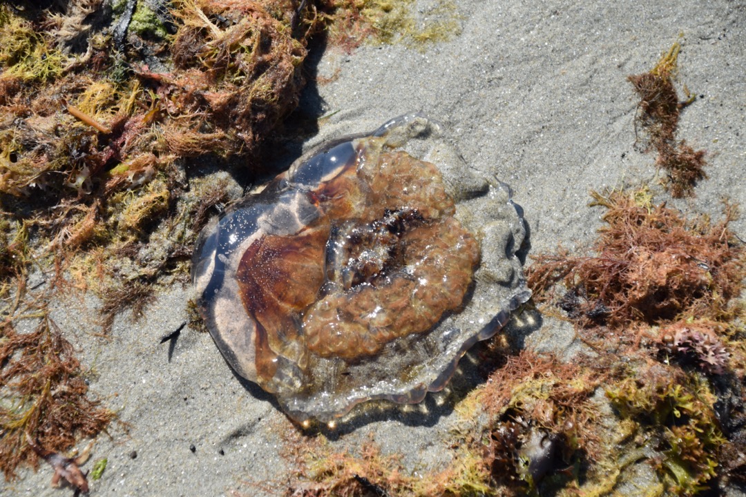 Jellyfish on North Beach