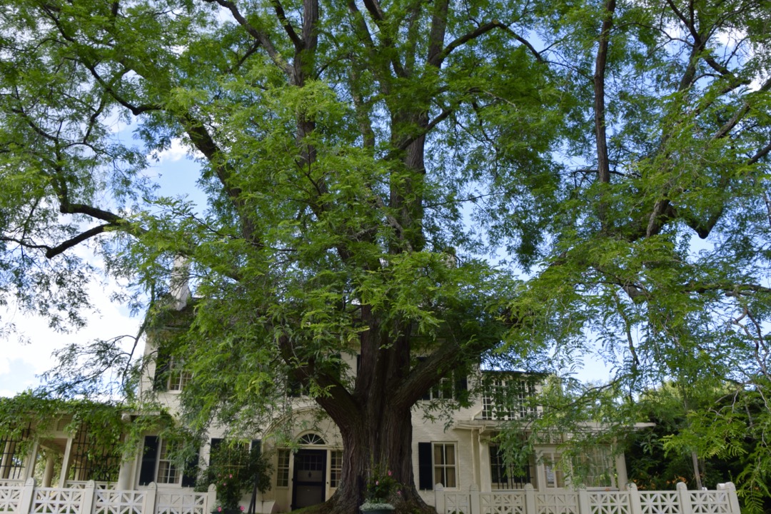 Saint-Gaudens' house, Aspet, with thornless honey locust tree