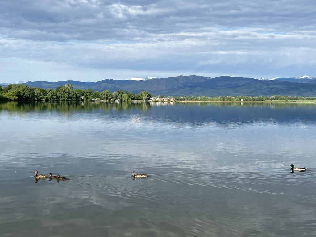 Cruising duck family