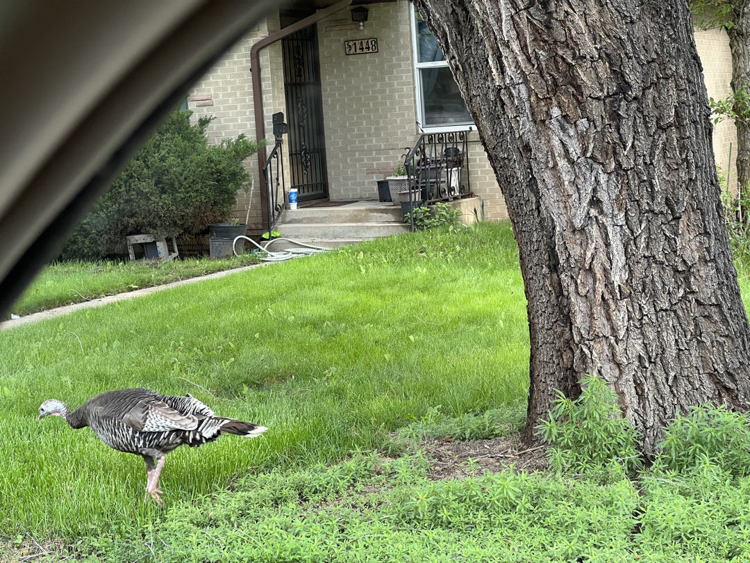 Randon turkey on a Longmont street