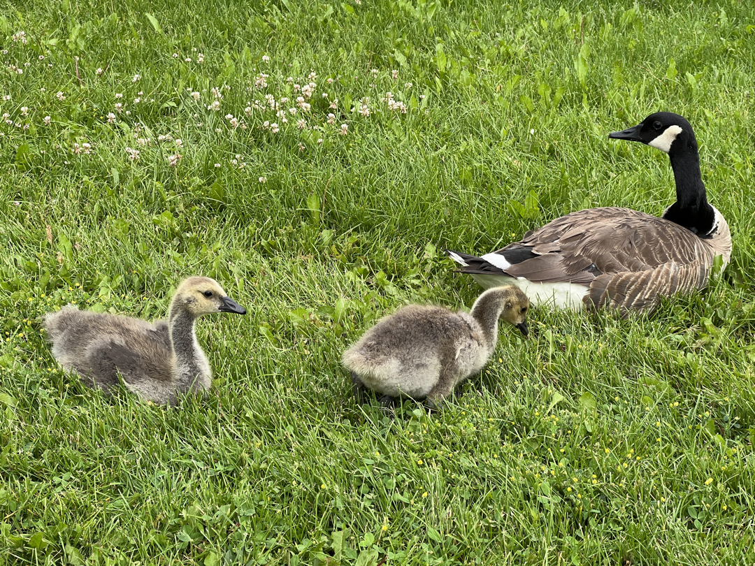 Canada geese at the lake