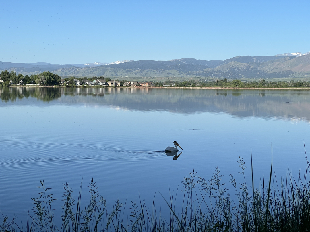 Pelican glides on McIntosh Lake