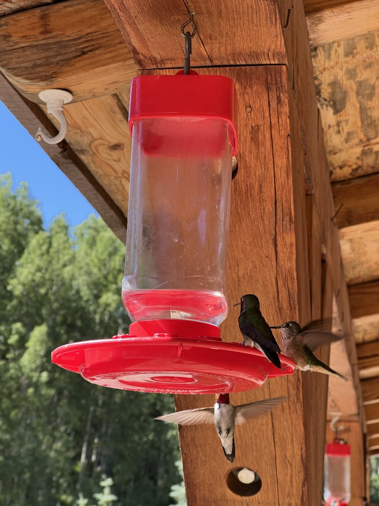 Hummingbirds at a feeder in Rico, CO