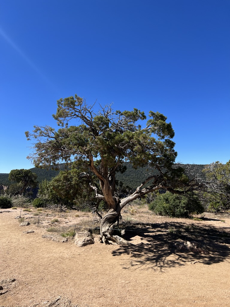 Wind-swept juniper at Dragon Point