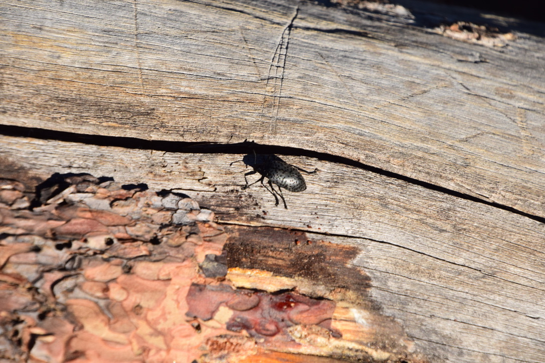 Blue fungus beetle, RMNP