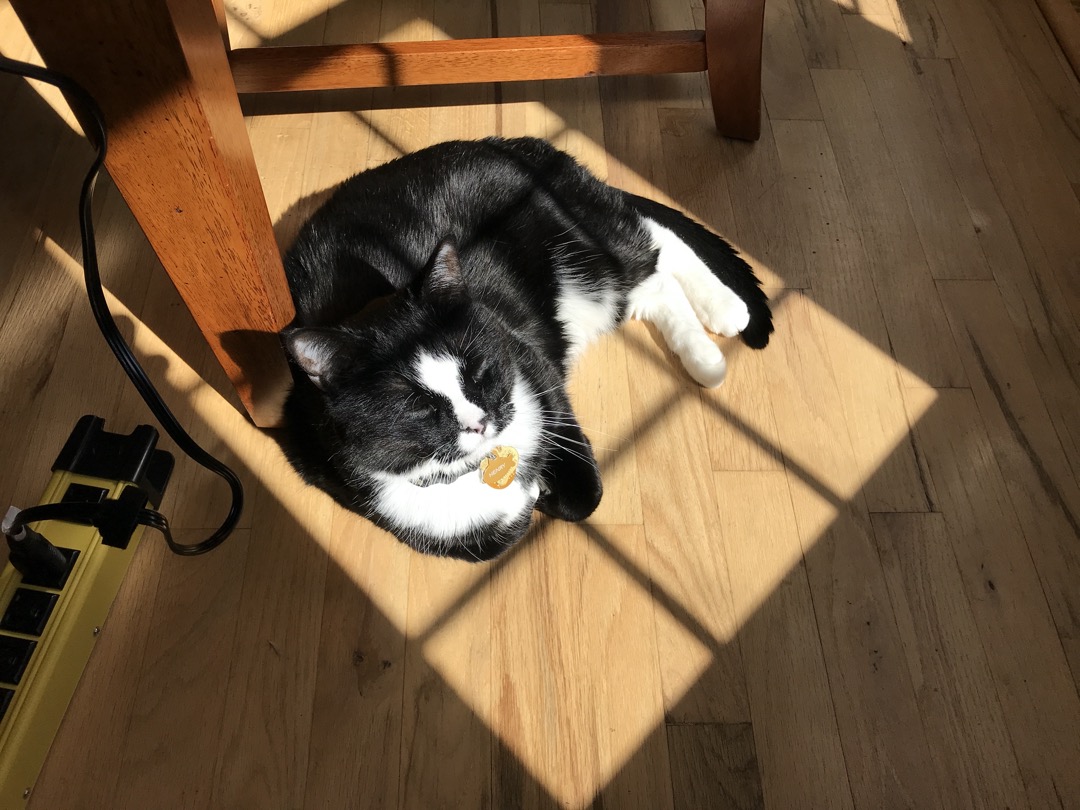Happy sunbeam cat