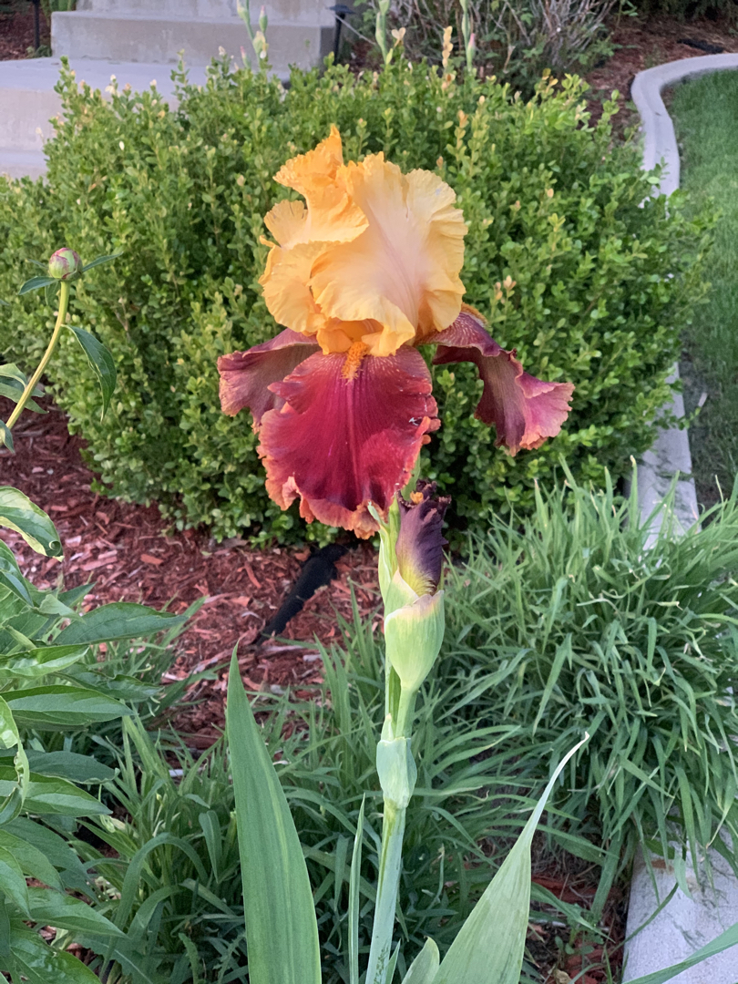 Front yard iris