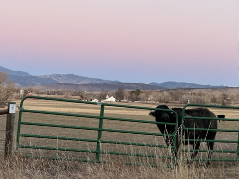 Cow at sunrise