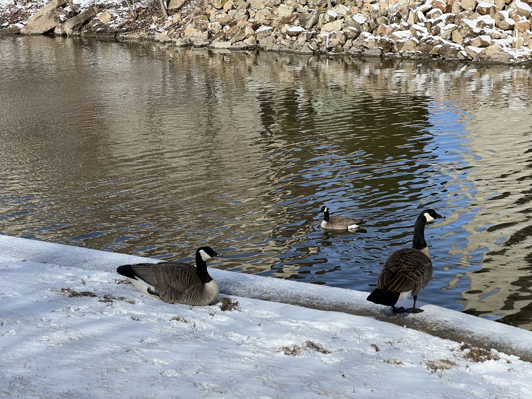 Canada Geese along the Fox River in Appleton, WI