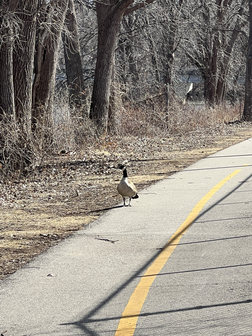 A Canada goose that terrorized passersby on the Newberry Trail