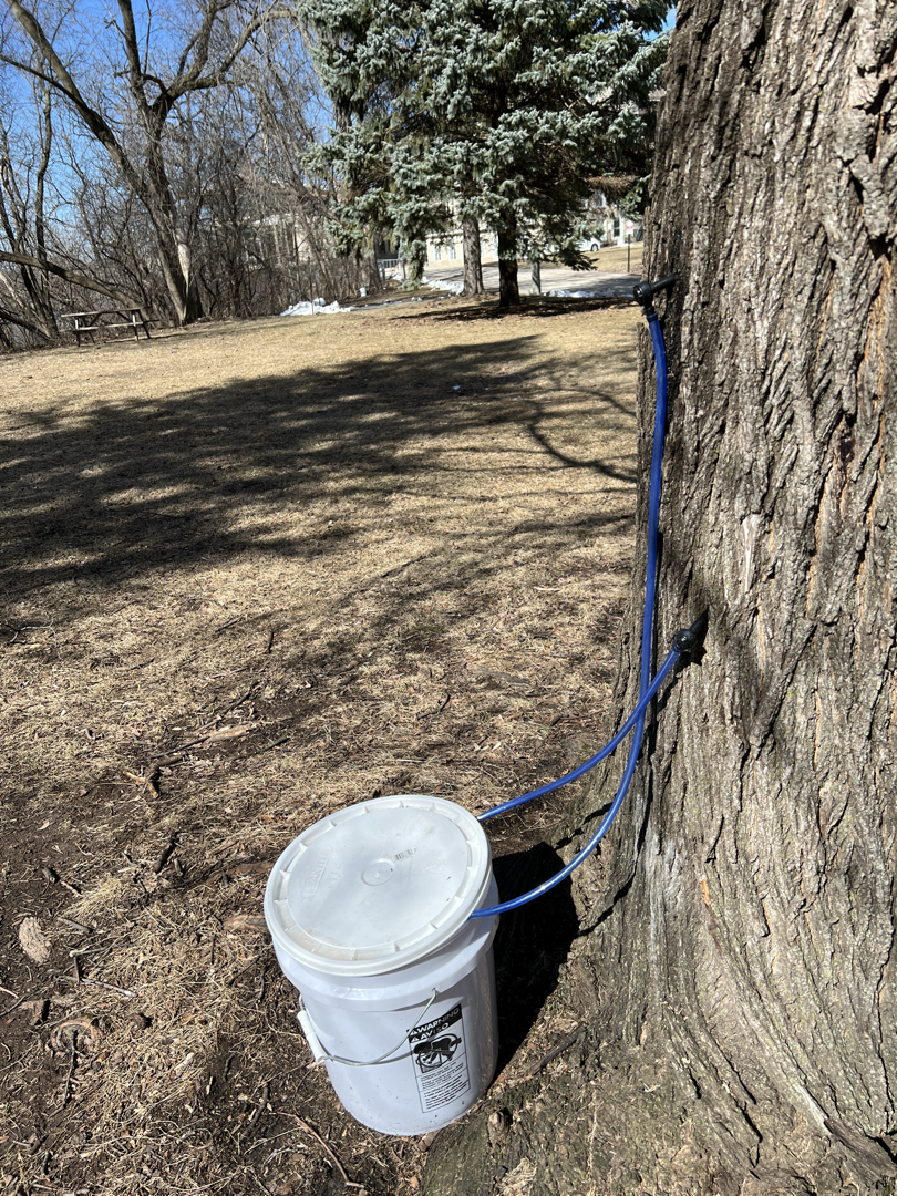A tapped tree at Lawrence