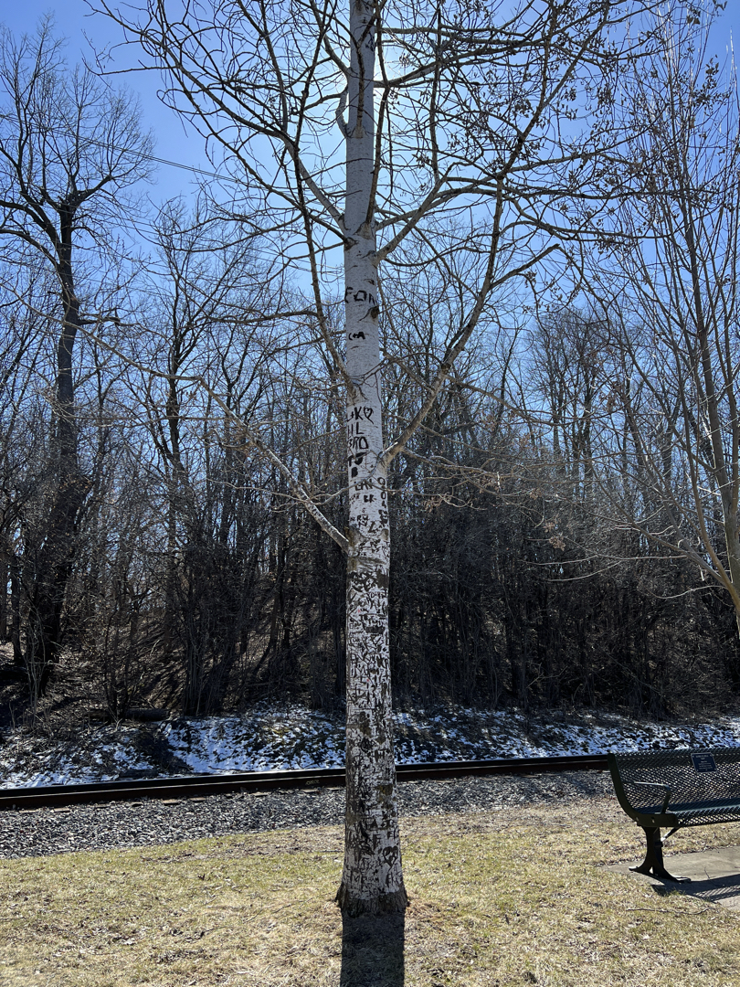 Carved tree in Appleton