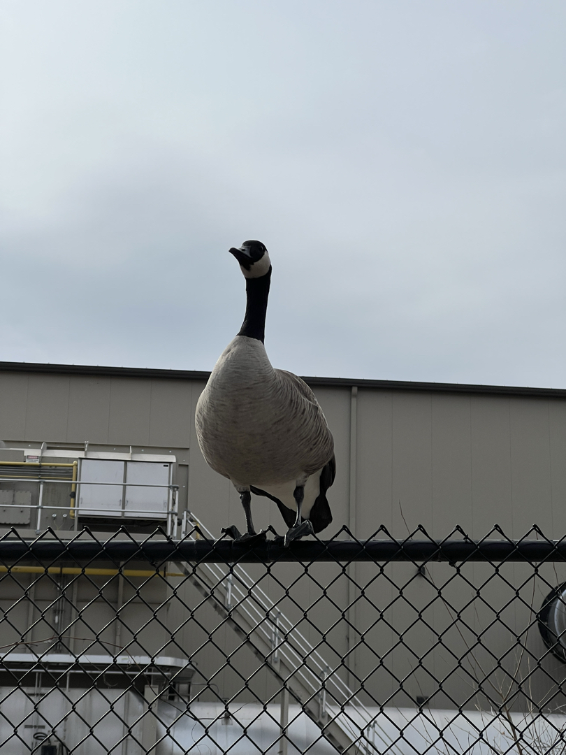 The terrorizing goose, on a chain link fence?!