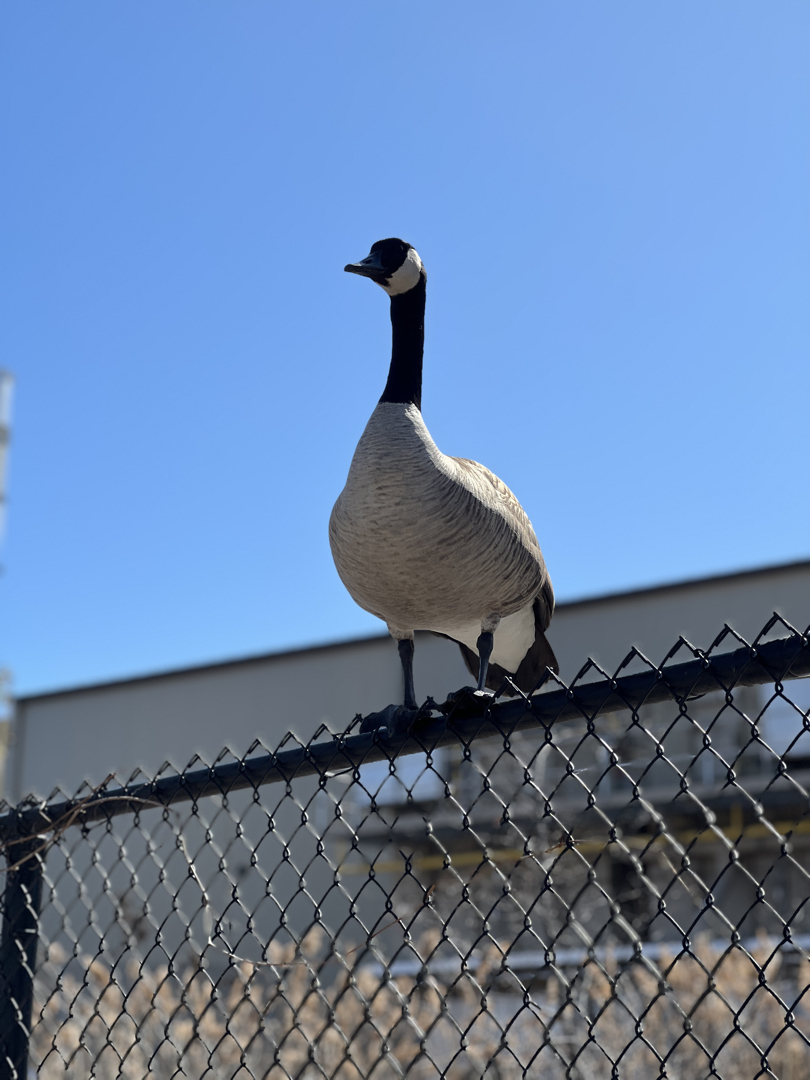 Not a fluke - the terrorizing goose is on the fence