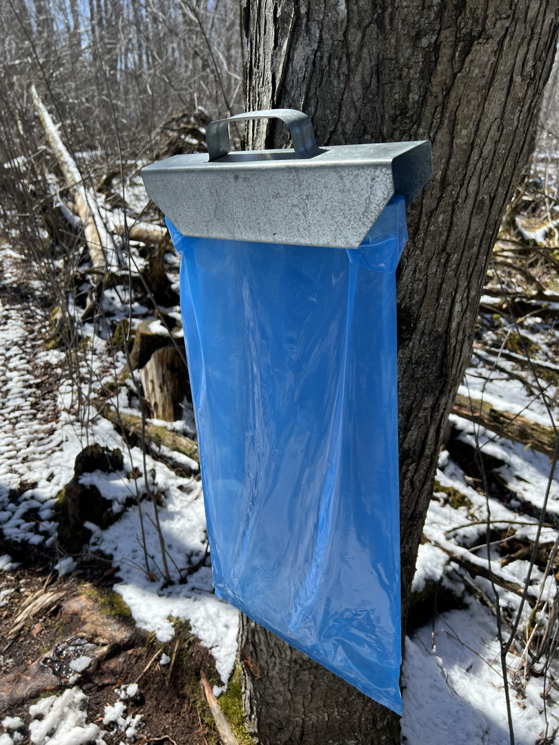 Sugaring at the preserve