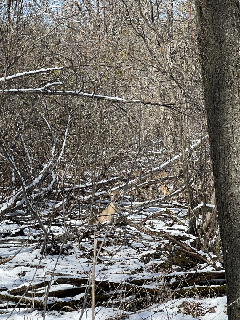 Deer at the preserve