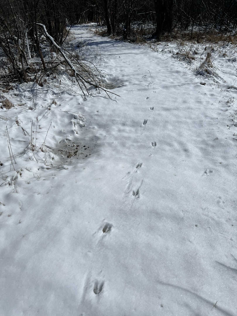 Lots of deer tracks on the trail
