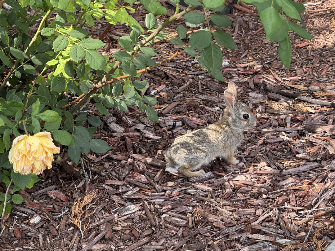 Our bunny friend, Teacup